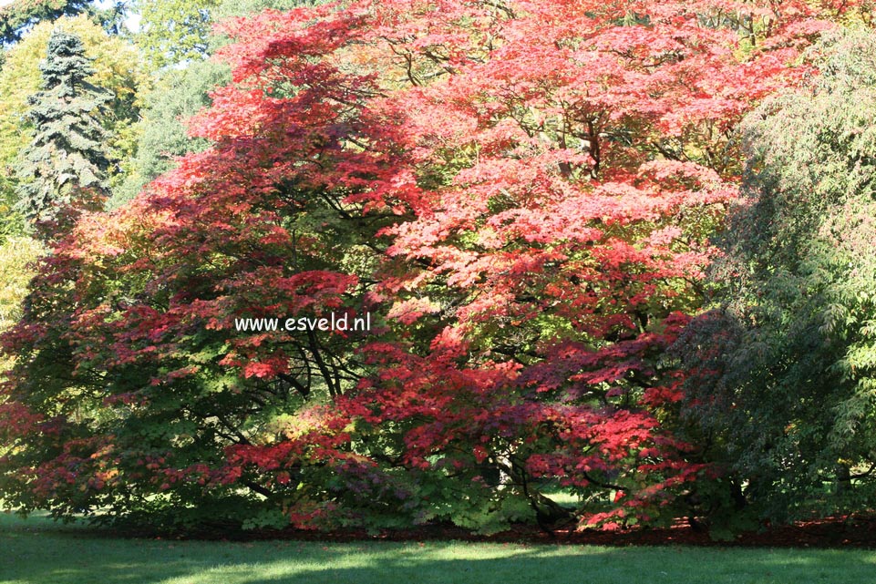 Acer japonicum 'Vitifolium'