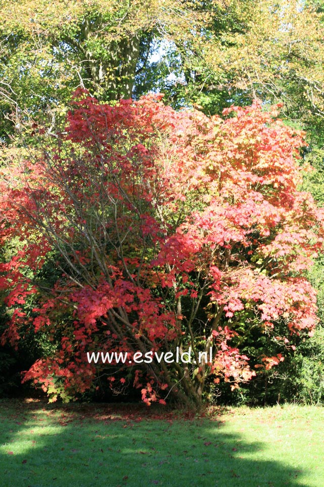 Acer japonicum 'Vitifolium'