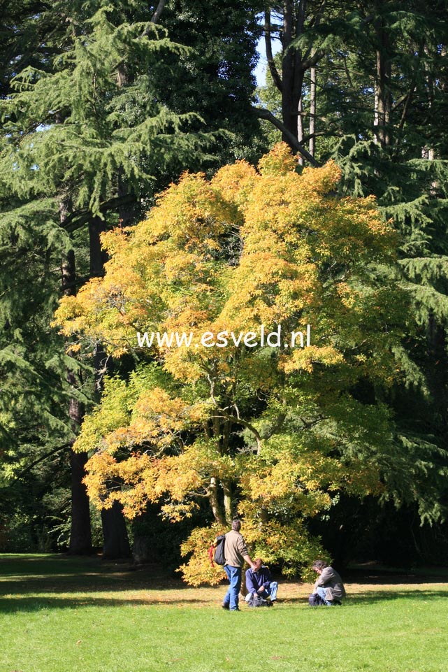 Acer triflorum