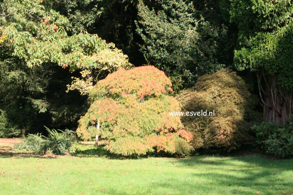 Acer palmatum 'Dissectum'