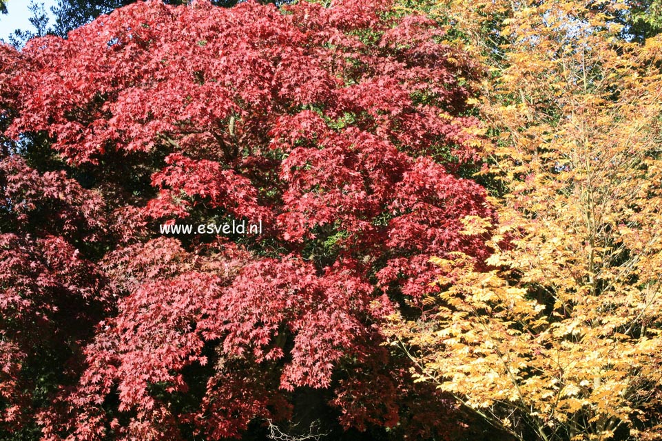 Acer palmatum 'Ohsakazuki'