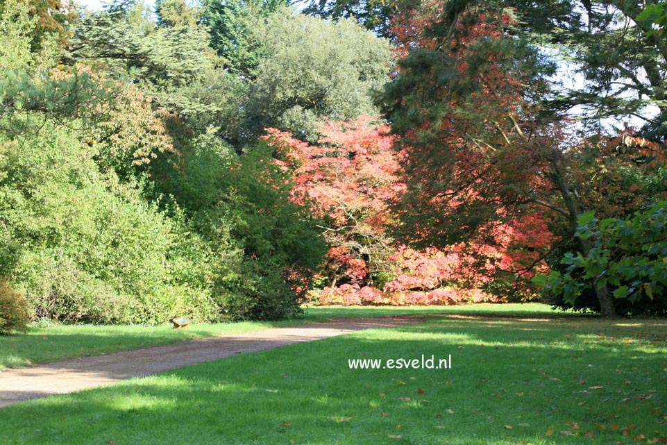 Acer japonicum 'Vitifolium'