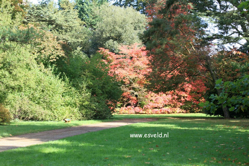 Acer japonicum 'Vitifolium'