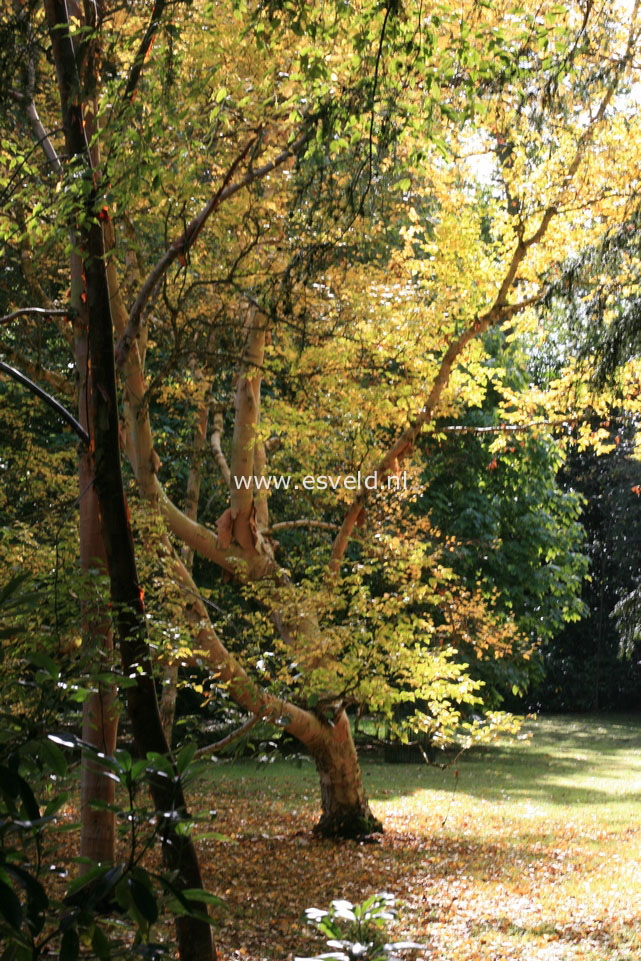 Betula costata