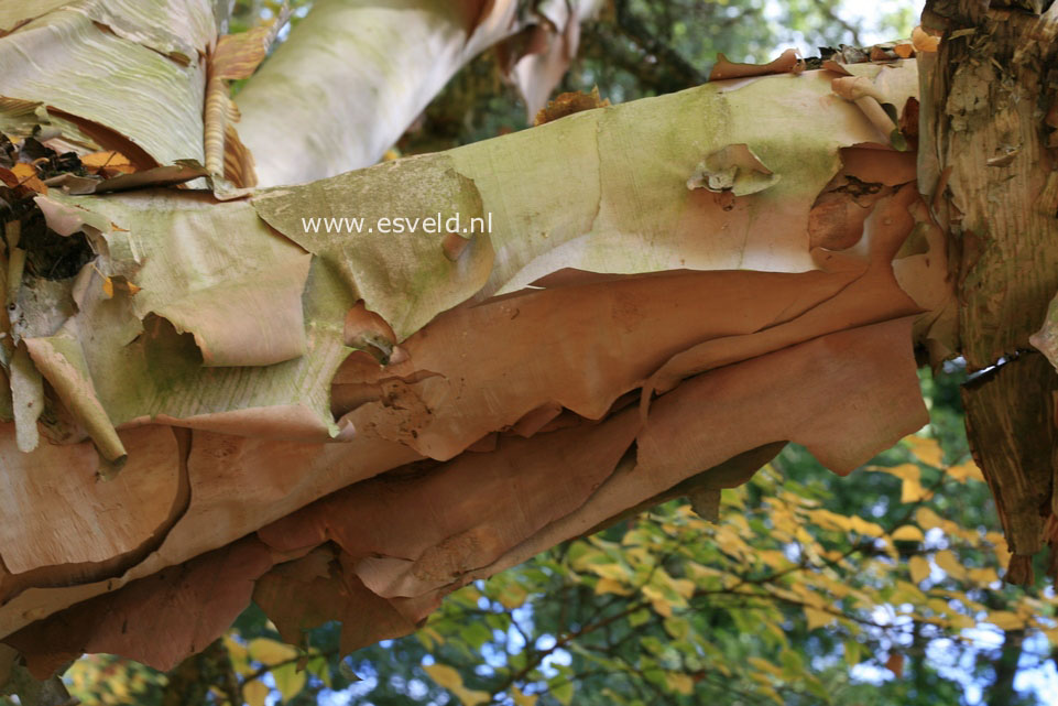 Betula costata
