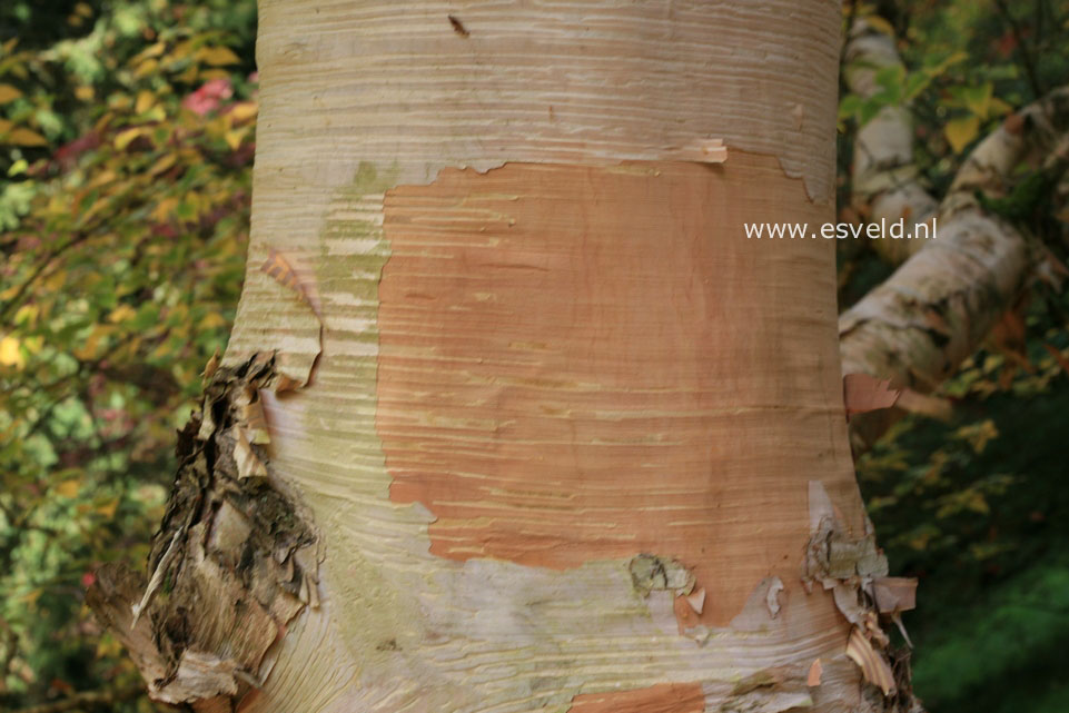 Betula costata