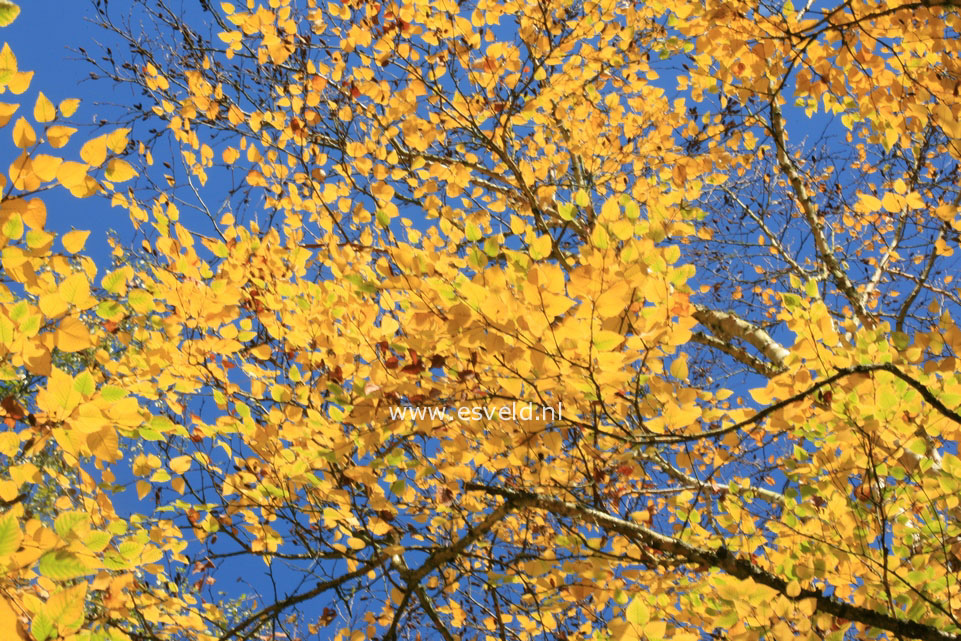 Betula costata