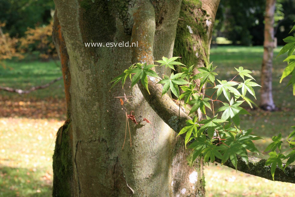 Acer campbellii ssp. flabellatum yunnanense