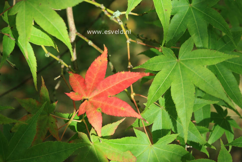 Acer campbellii ssp. flabellatum yunnanense