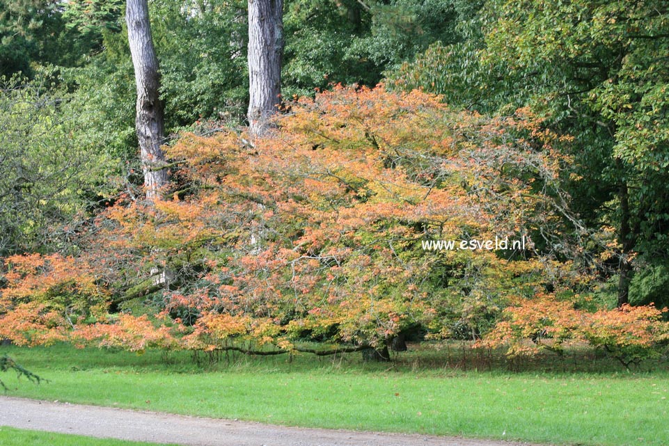 Acer cissifolium