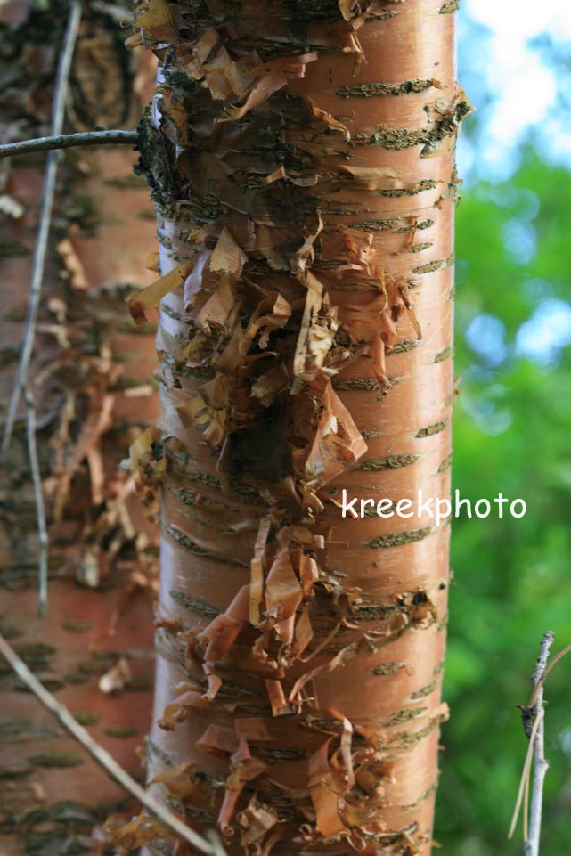 Prunus maackii