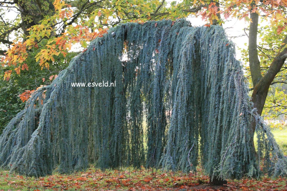 Cedrus libani 'Glauca Pendula'