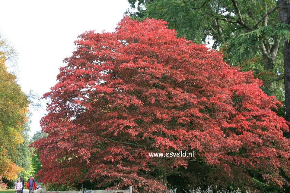 Acer palmatum 'Ohsakazuki'