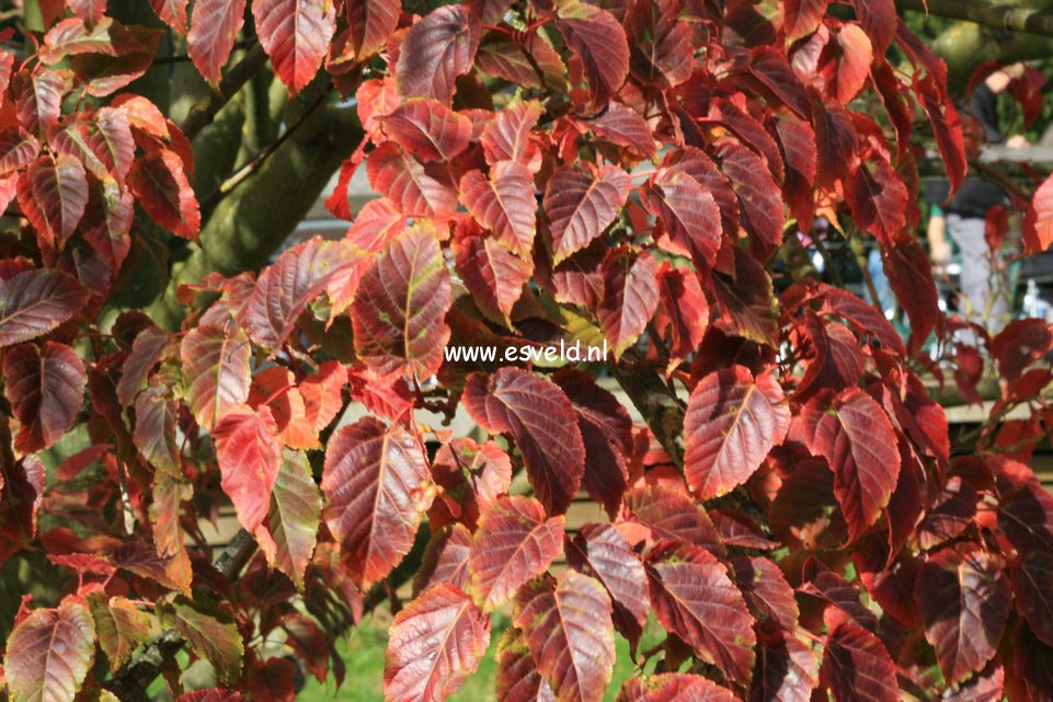 Acer davidii