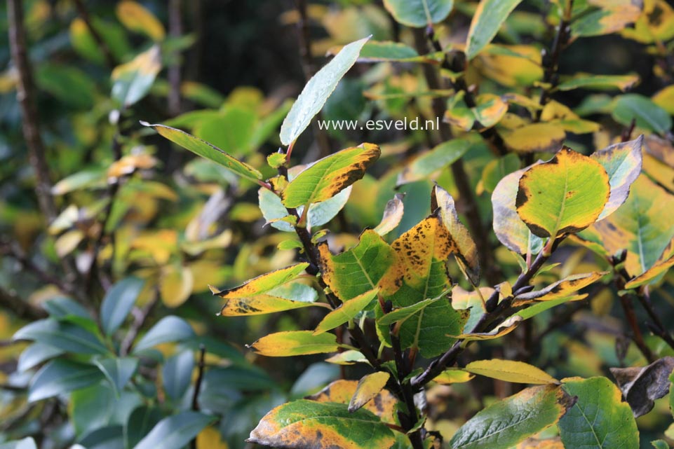 Salix hastata 'Wehrhahnii'