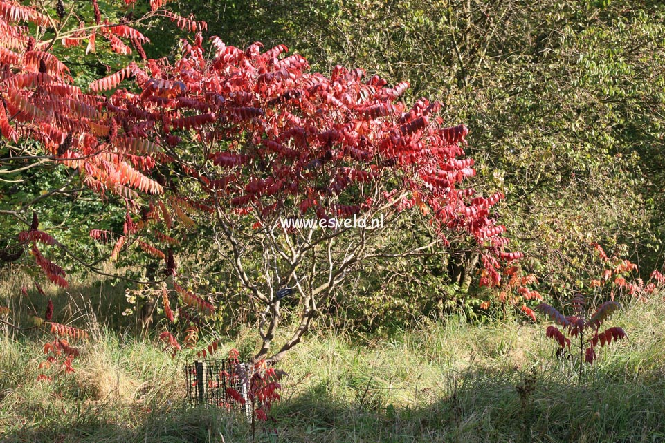 Rhus glabra