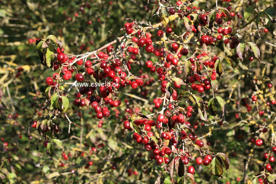 Cornus mas