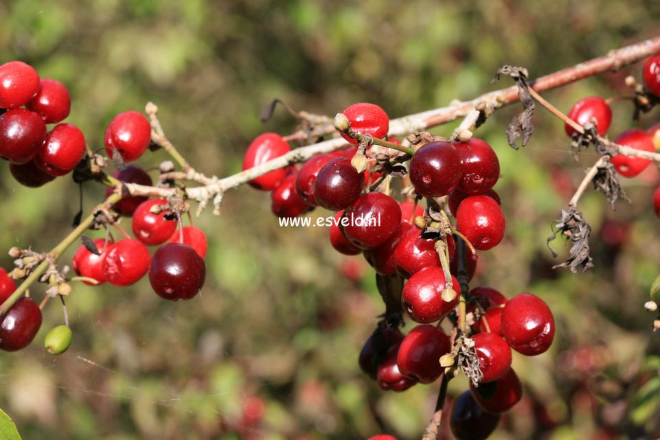 Cornus mas