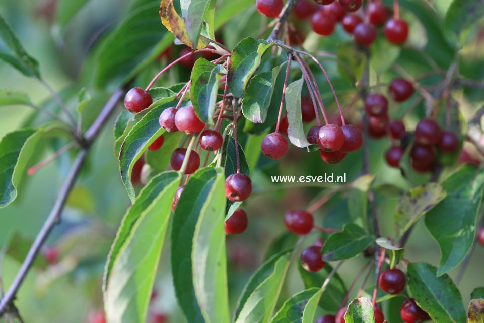 Malus hupehensis