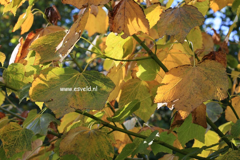 Acer nipponicum