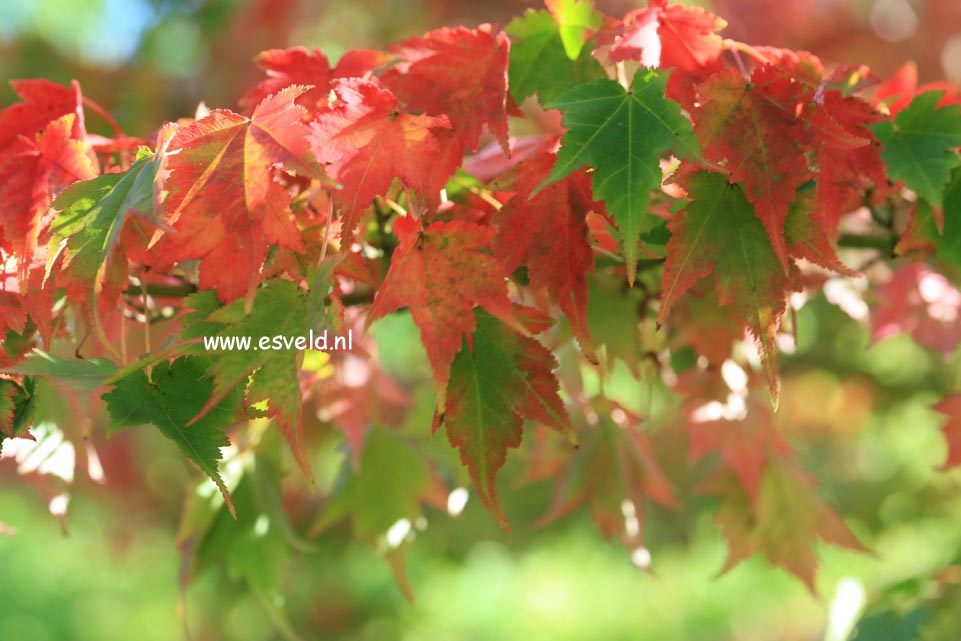 Acer micranthum