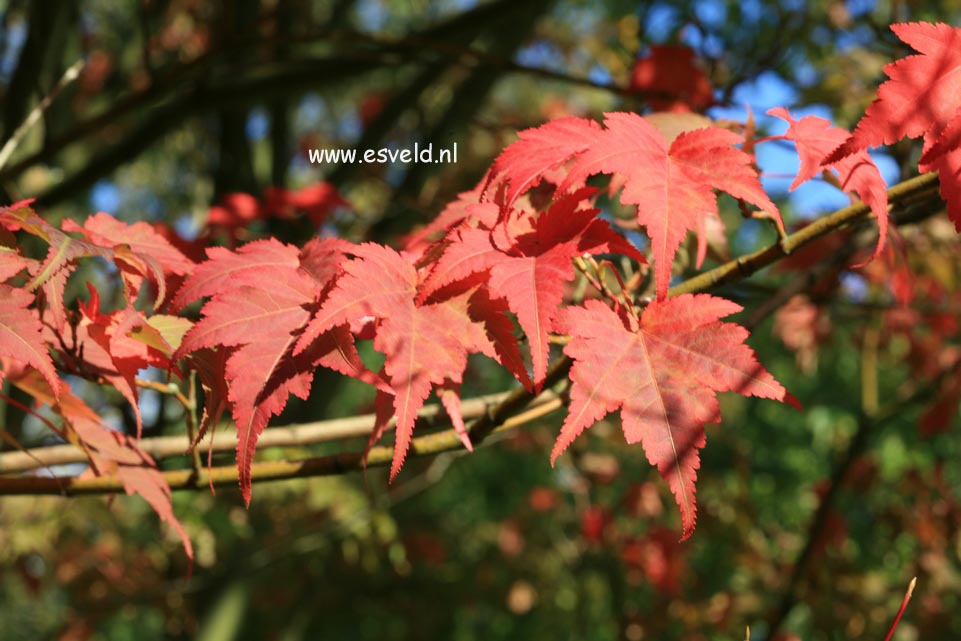 Acer micranthum