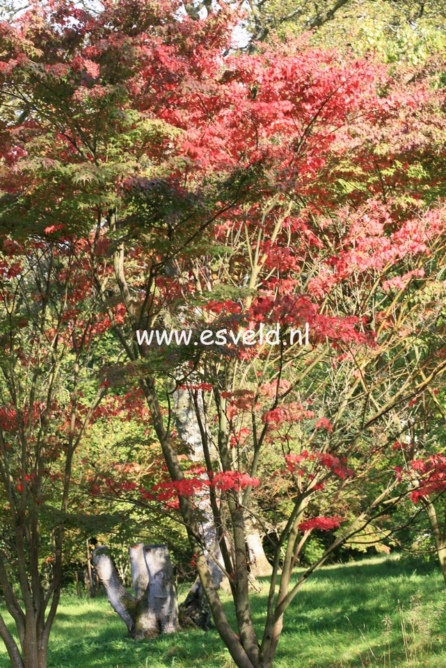 Acer micranthum