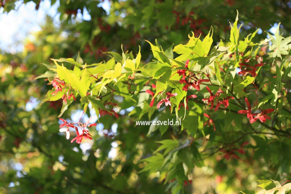 Acer palmatum 'Ohsakazuki'