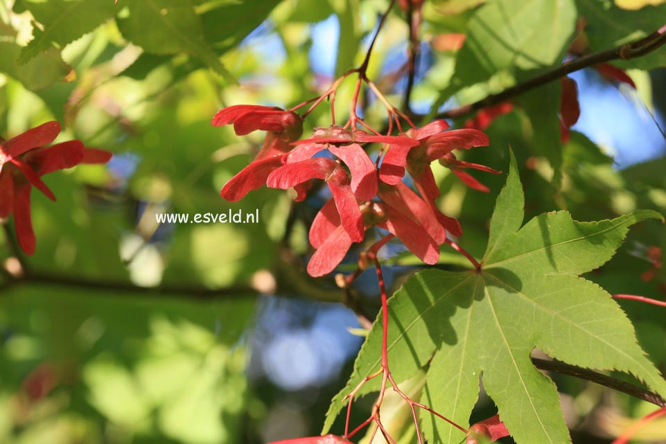 Acer palmatum 'Ohsakazuki'