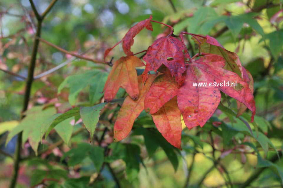 Acer campbellii ssp. sinense