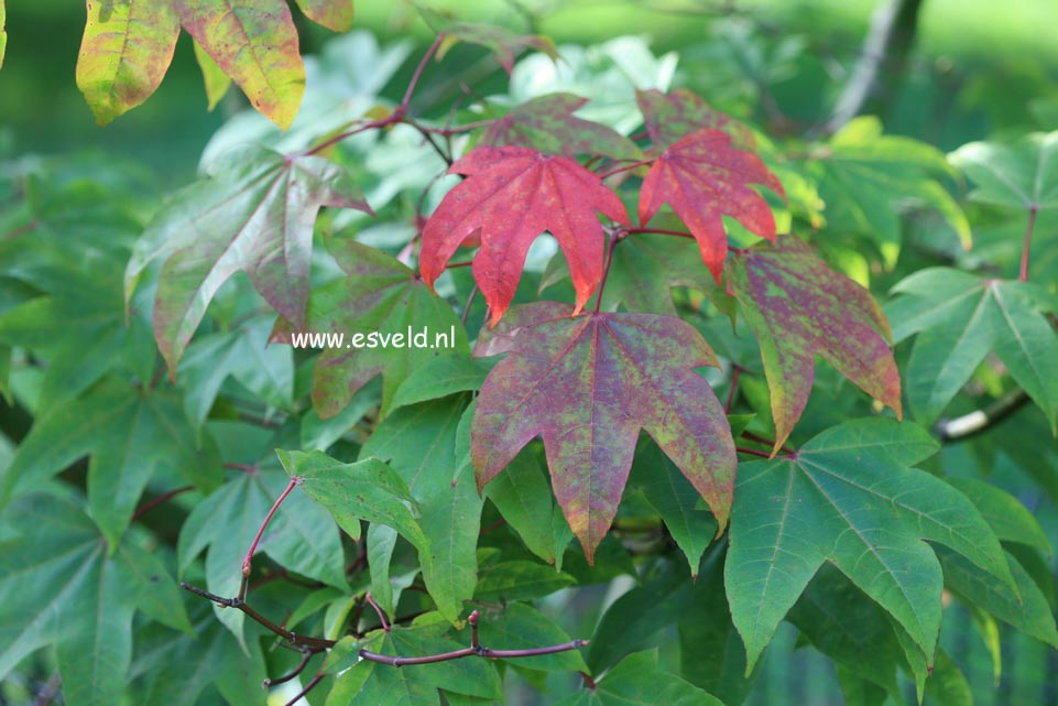 Acer campbellii ssp. sinense