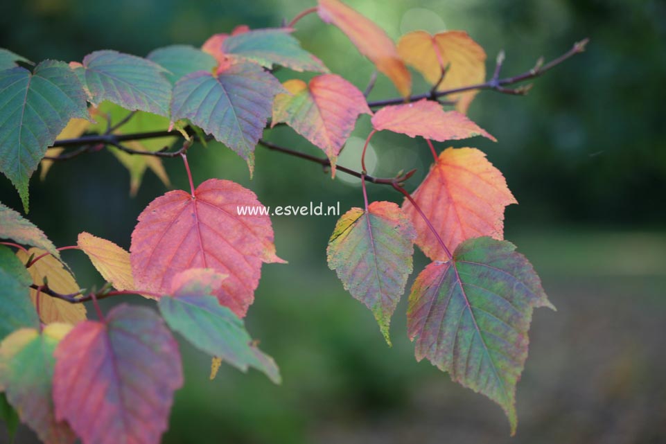 Acer morifolium