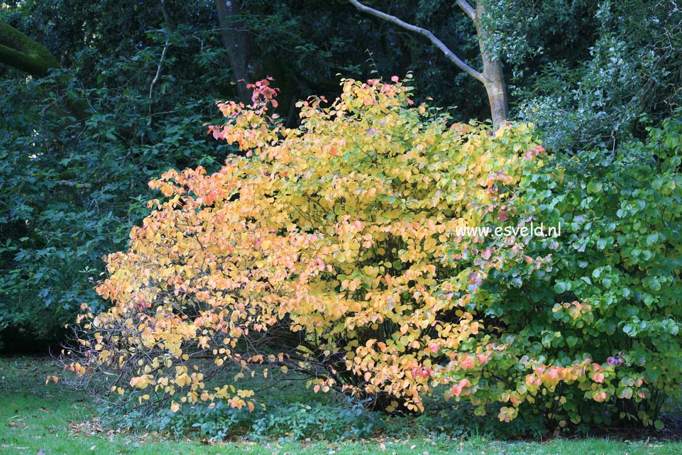 Fothergilla major