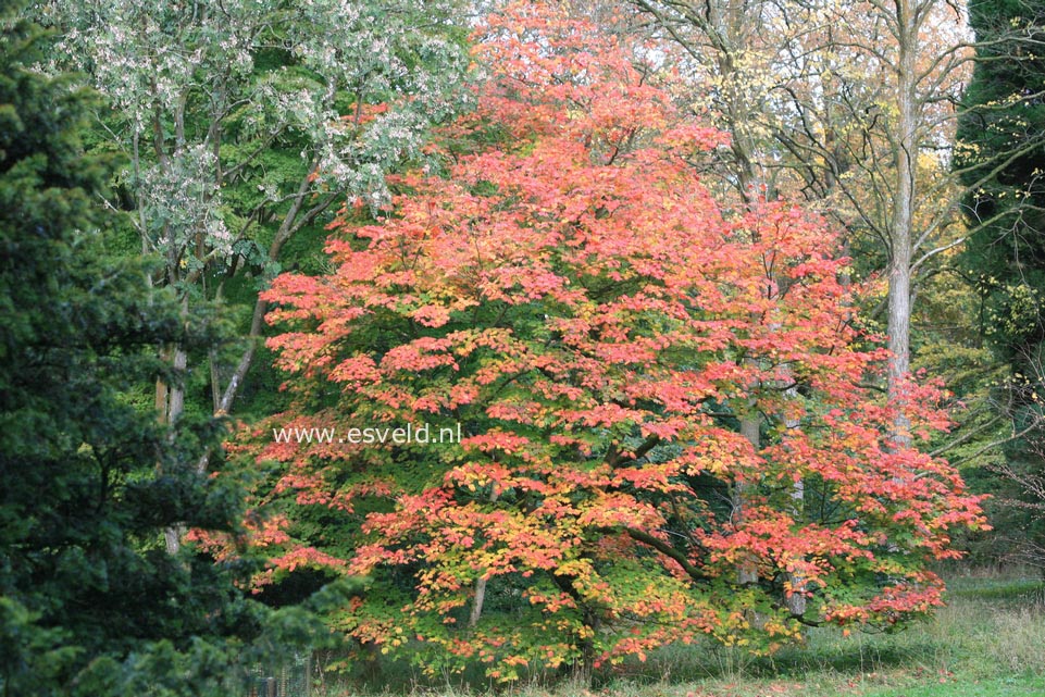 Acer japonicum