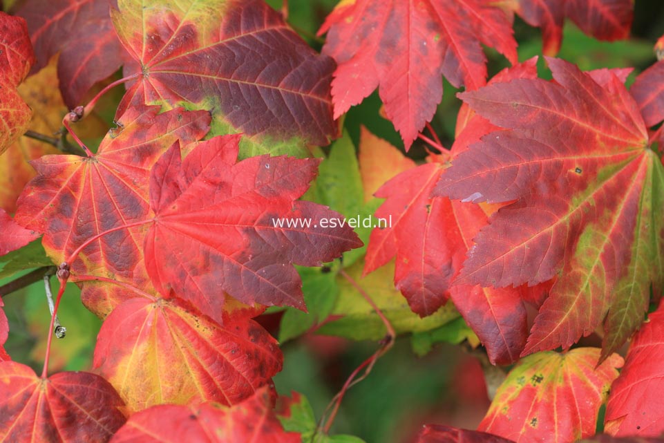 Acer japonicum