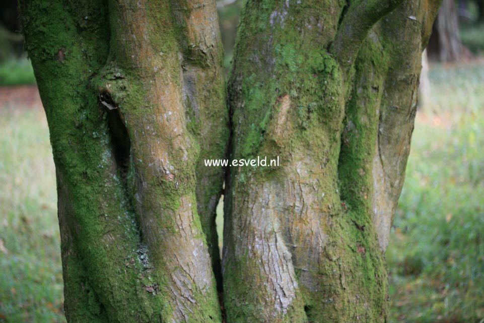 Sorbus alnifolia