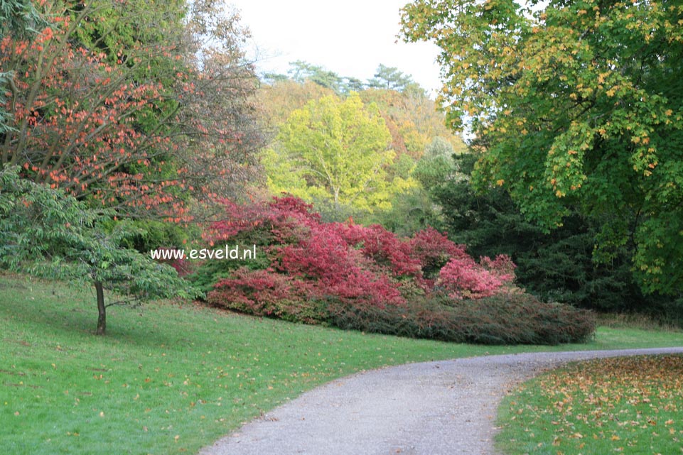 Euonymus alatus