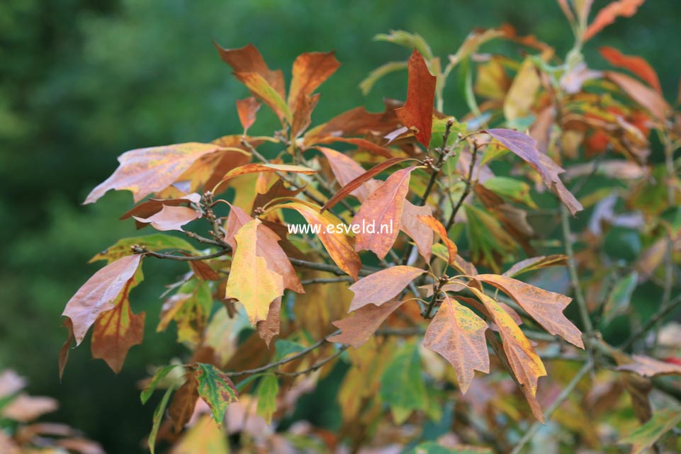 Quercus ilicifolia