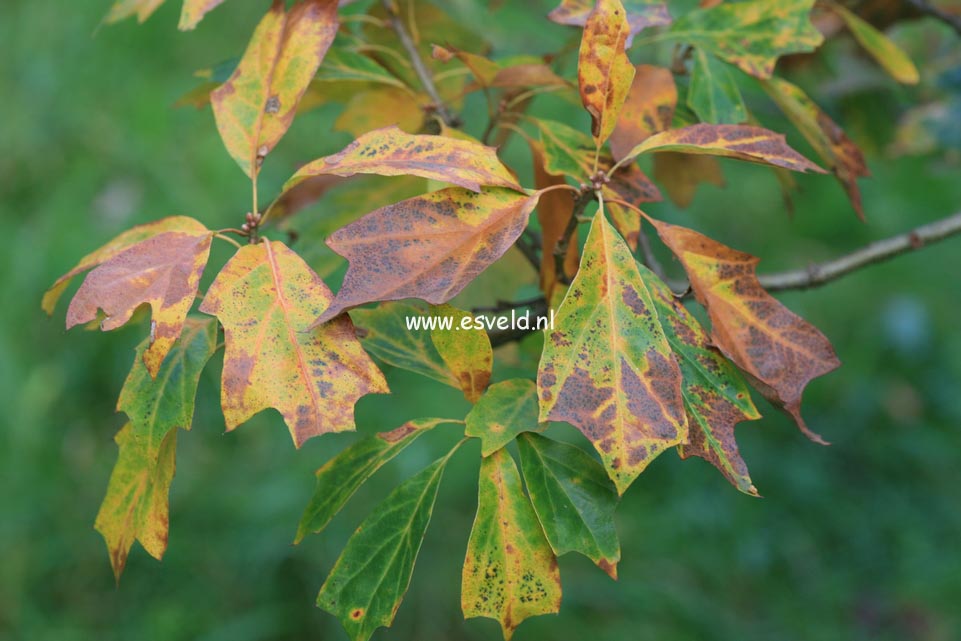 Quercus ilicifolia