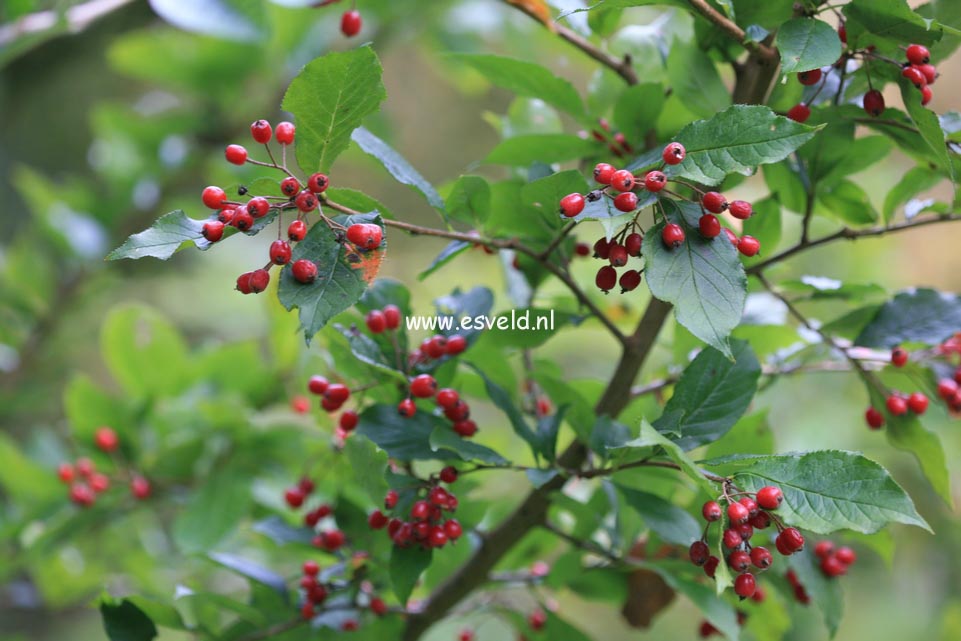 Photinia villosa