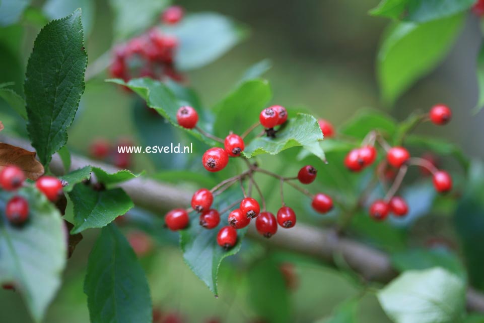 Photinia villosa