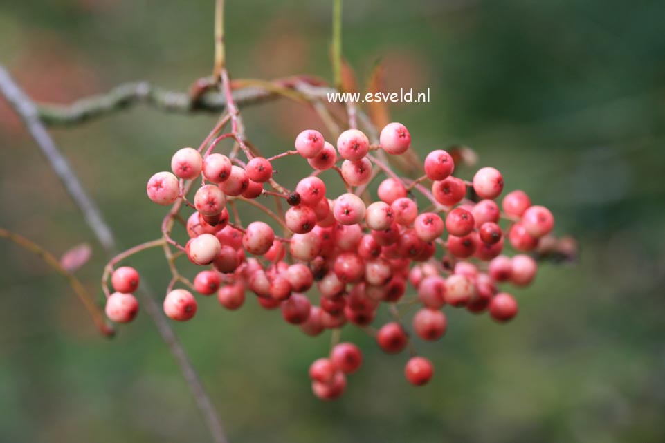 Sorbus vilmorinii