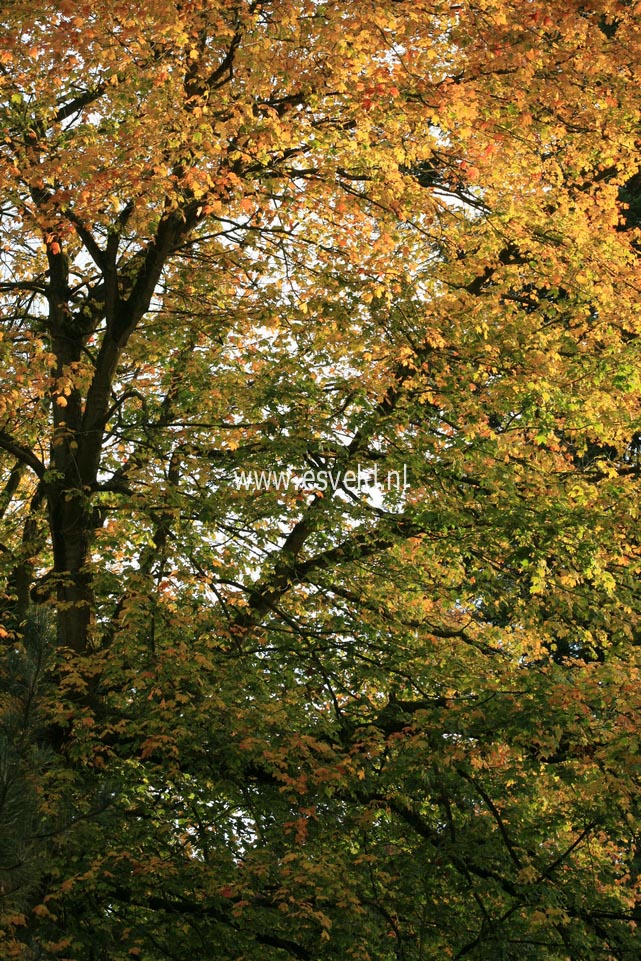 Acer saccharum ssp. leucoderme