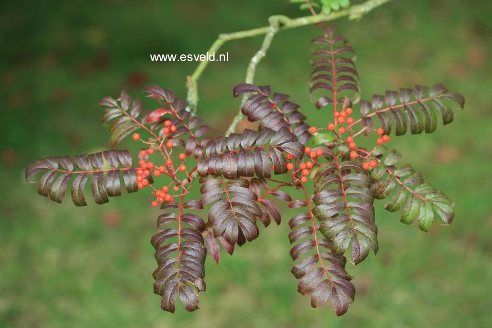 Plantentuin Esveld