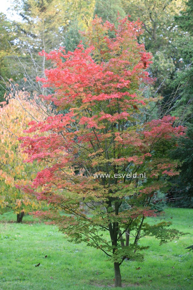 Acer pubipalmatum