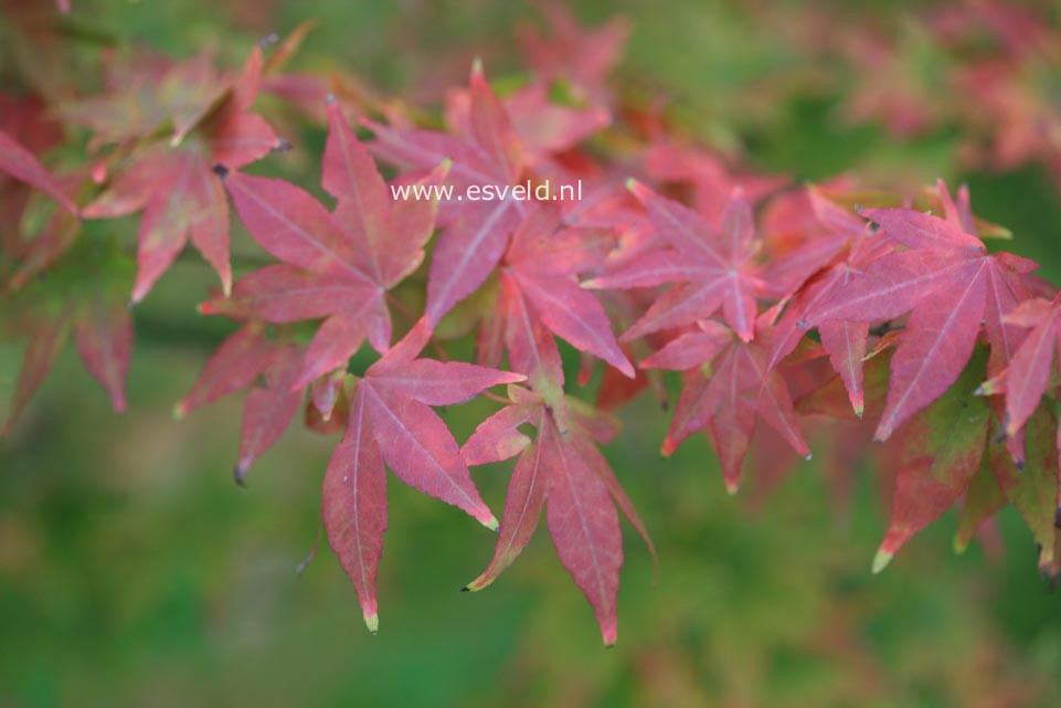 Acer pubipalmatum