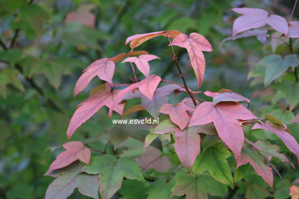 Liquidambar acalycina