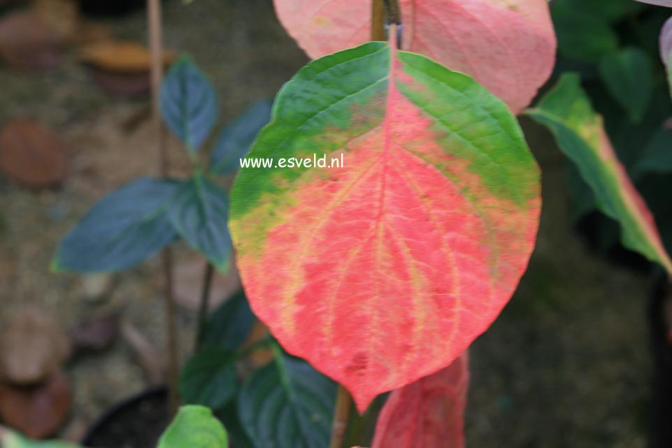 Cornus nuttallii 'Ascona'