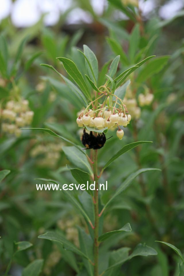 Arbutus unedo 'Quercifolia'