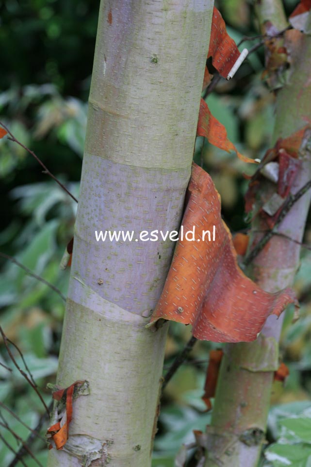 Betula albosinensis 'Kenneth Ashburner'